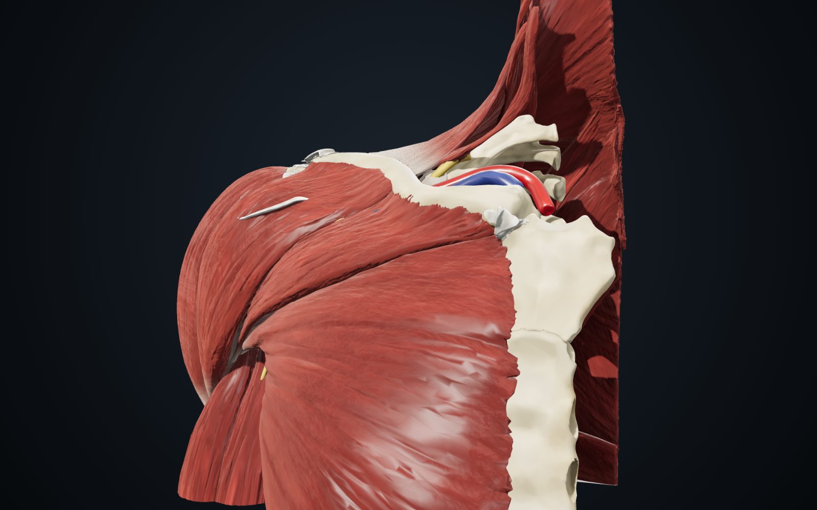 Anteprima del modello 3D della spalla destra in vista anteriore